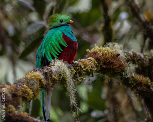 Quetzal in Costa Rica 