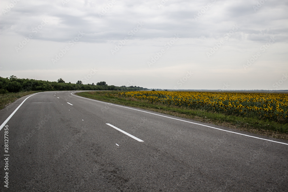 The road from the pavement along the field of sunflowers The road from the pavement along the field of sunflowers
