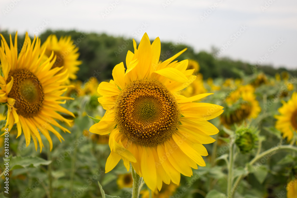 Yellow sunflower with long petals in the field close-up Yellow sunflower with long petals in the field close-up