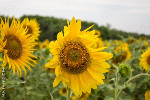  Yellow sunflower with long petals in the field close-up