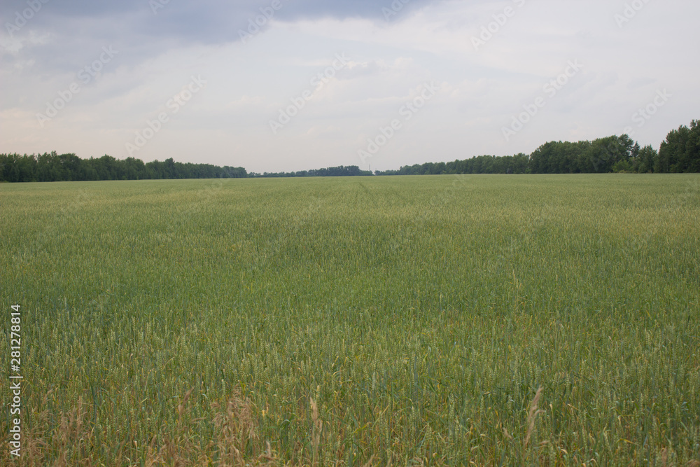  Green, spacious field of wheat in Sunny weather