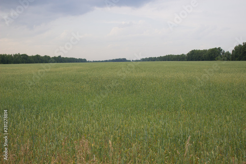  Green  spacious field of wheat in Sunny weather