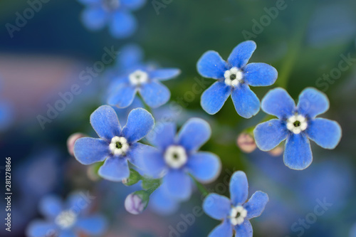 a bunch of delicate flowers forget-me-in blue tone close-up