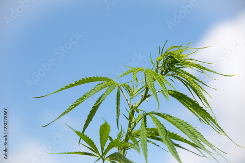 Hemp Plantation  cannabis  Closeup of a hemp plant
