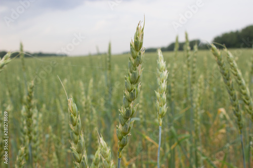 Green ear of wheat on a spacious field