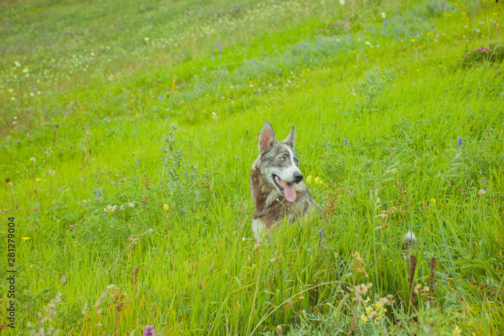 Fototapeta premium my photos