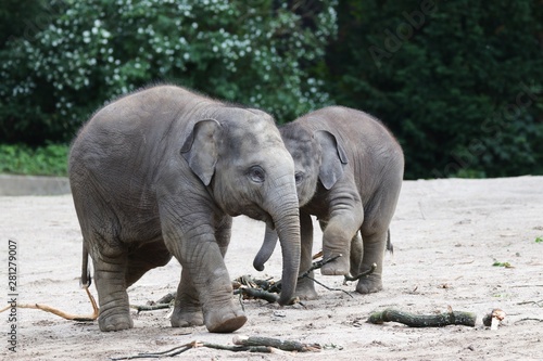 Young Asian Elephants are playing
