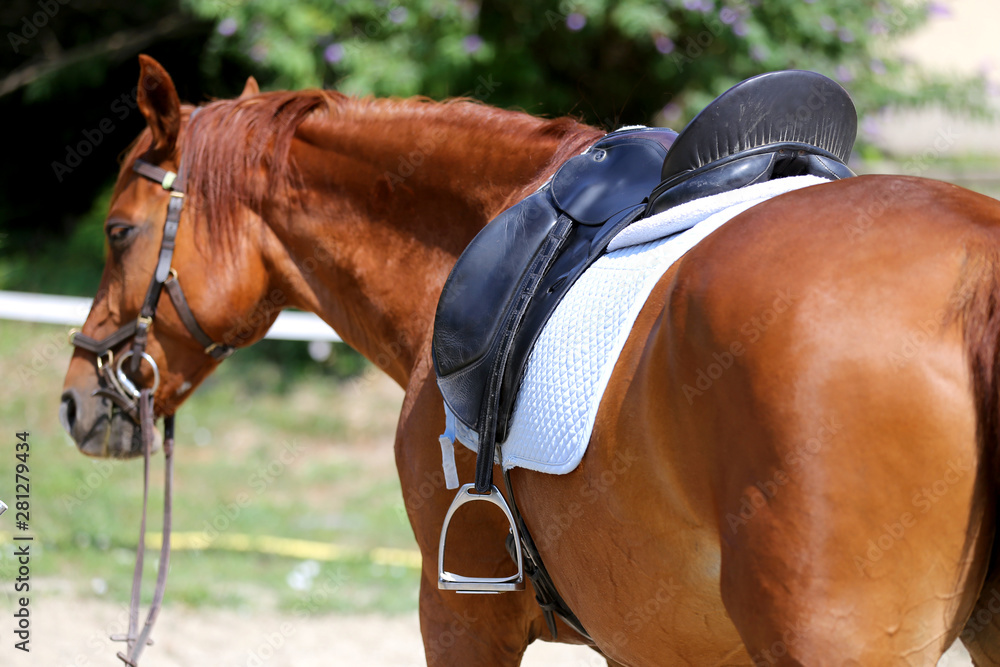 Obraz premium Closeup of a leather saddle for equestrian sport on horseback