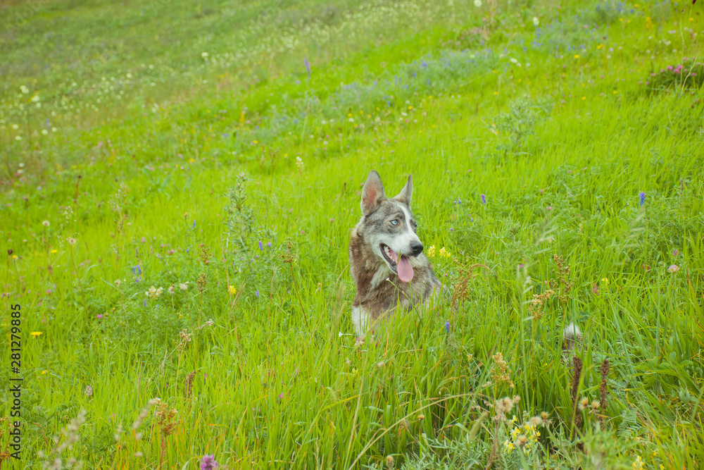 Fototapeta premium my photos