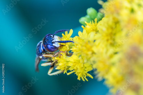 The macro shot of the beautiful fly or the wasp eating nectar on the yellow flowers among the grass in the sunny summer or spring weather © Майджи Владимир