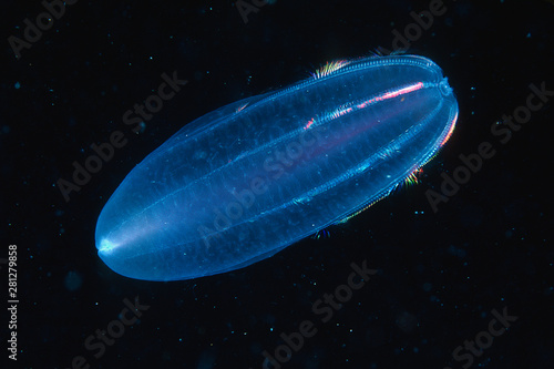 Comb jelly drifting underwater in the ocean water column photo