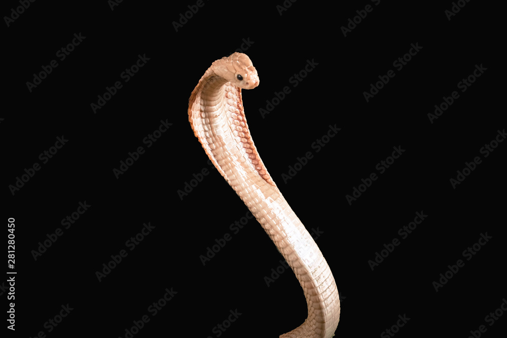Fototapeta premium Albino cobra isolated