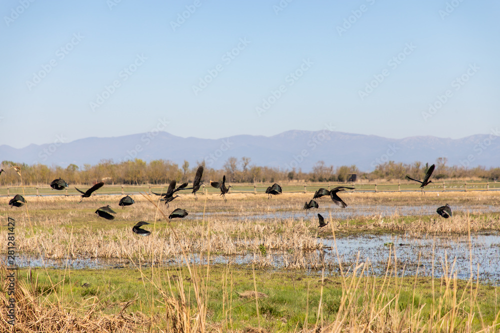 Black birds flying over swampy field with clear sky