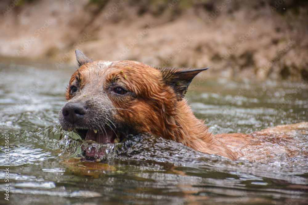 dog in the water dog in the water