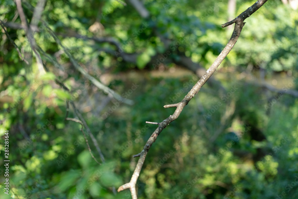 green leaves of a tree in spring green leaves of a tree in spring