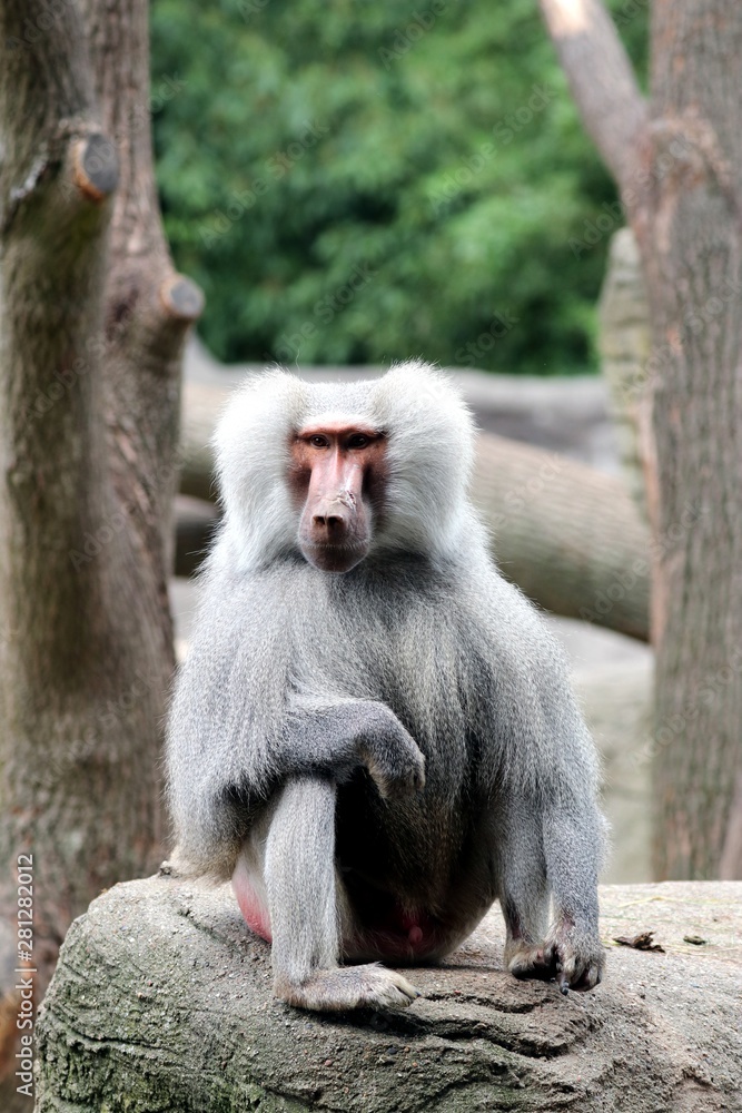 Naklejka premium Baboon Boss is watching you 