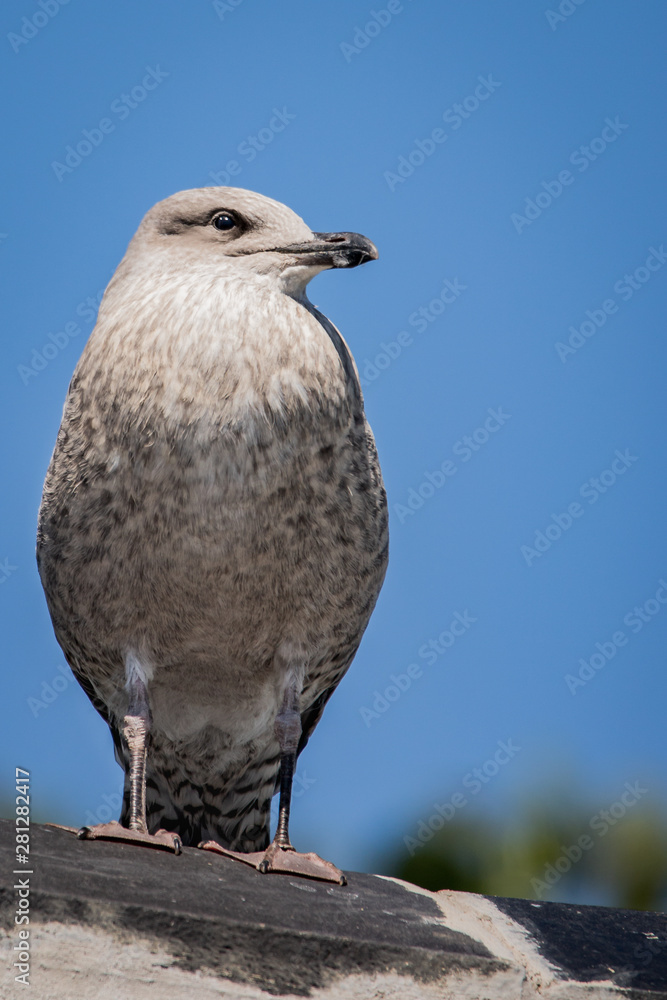 Young European Herring Gull - Larus argentatus Young European Herring Gull - Larus argentatus