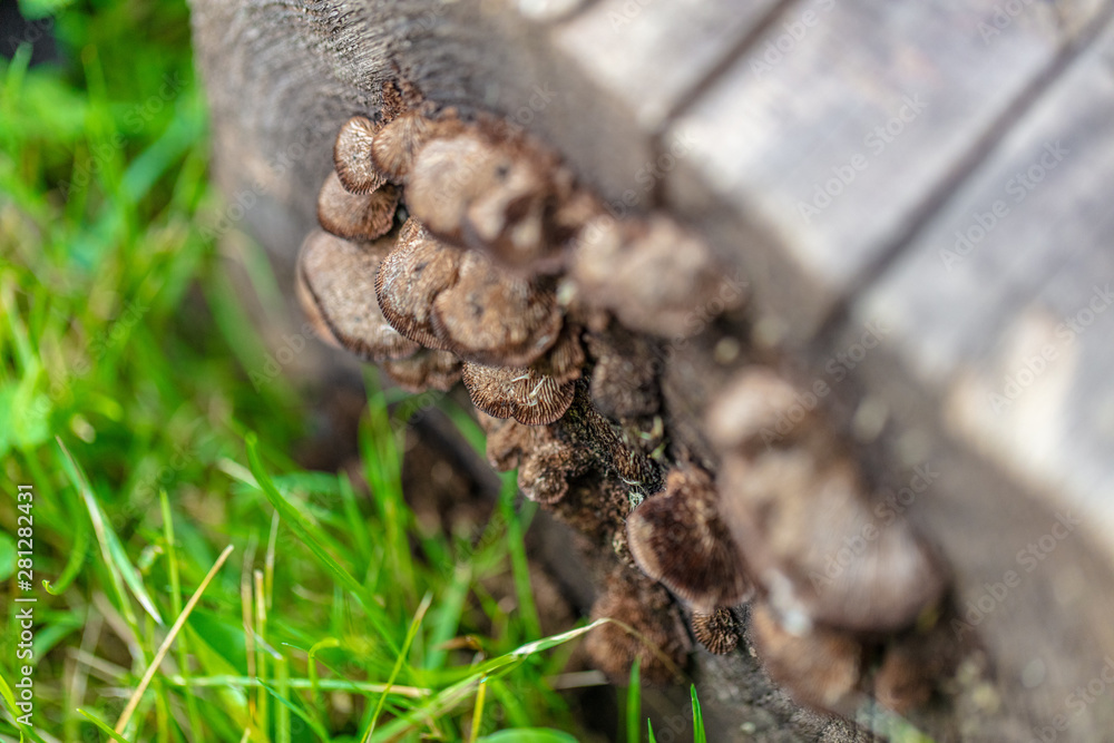Mushrooms Attached on Log Mushrooms Attached on Log