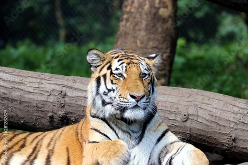 Beautiful Tiger in the Sun  