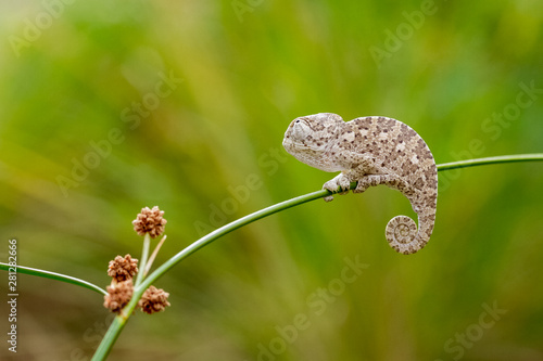 baby white chameleon