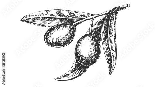 Organic Nutrition Olive Branch Hand Drawn Vector. Leaves And Olive Berries Ingredient For Healthy Oil Product Concept. Designed In Vintage Style Farming Agricultural Mockup Monochrome Illustration