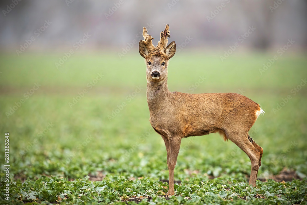 Low angle view of roe deer, capreolus capreolus, buck with antlers shedding from velvet in winter with copy space. Curious alerted wild animal in winter. Low angle view of roe deer, capreolus capreolus, buck with antlers shedding from velvet in winter with copy space. Curious alerted wild animal in winter.