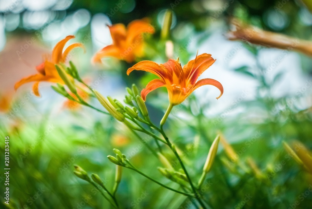 orange lily on green background orange lily on green background