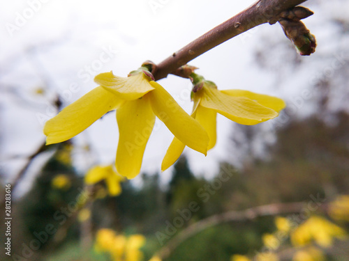 Yellow flowers macro with grey sky. Nature close up blooming flowers in spring photography.