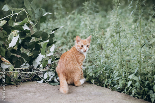  red cat in nature with green leaves