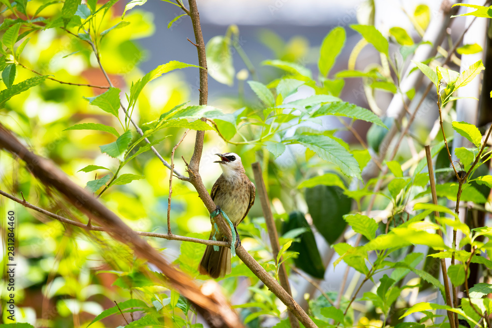 Fototapeta premium bird on a branch