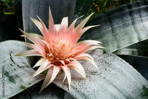 Slika na platnu Pink Bromeliad Flower