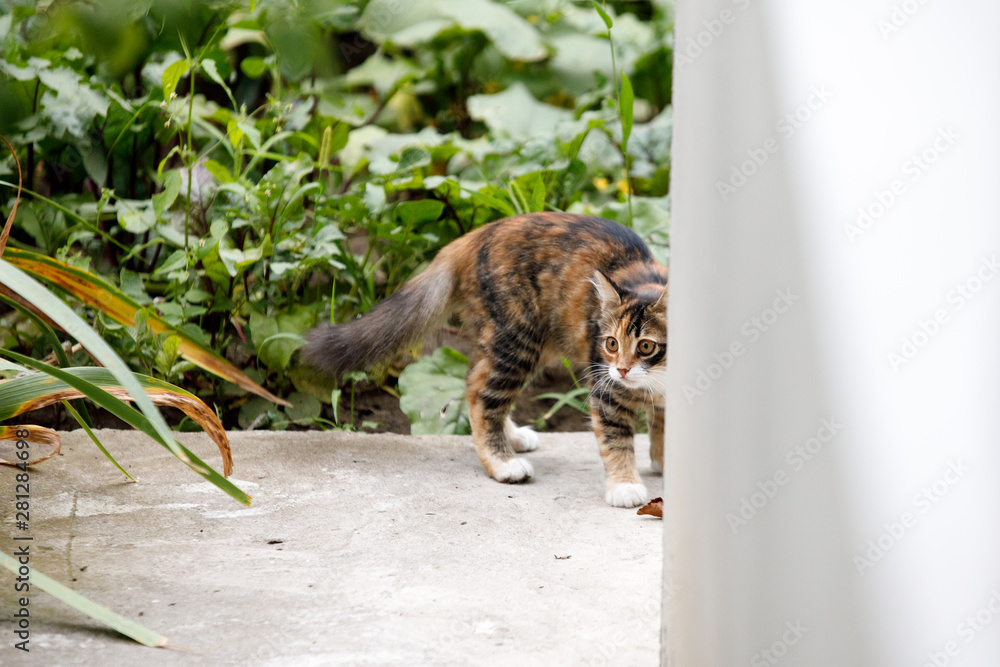 striped red cat in nature with green leaves striped red cat in nature with green leaves