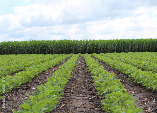 Corn and Bean Field 