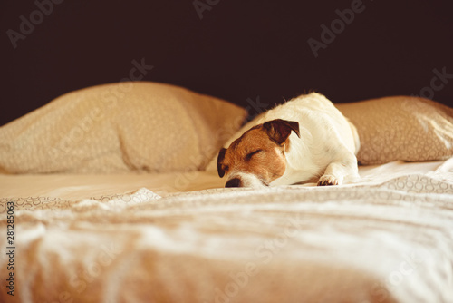 Cute dog sleeping and resting in human bed at sunny morning © alexei_tm
