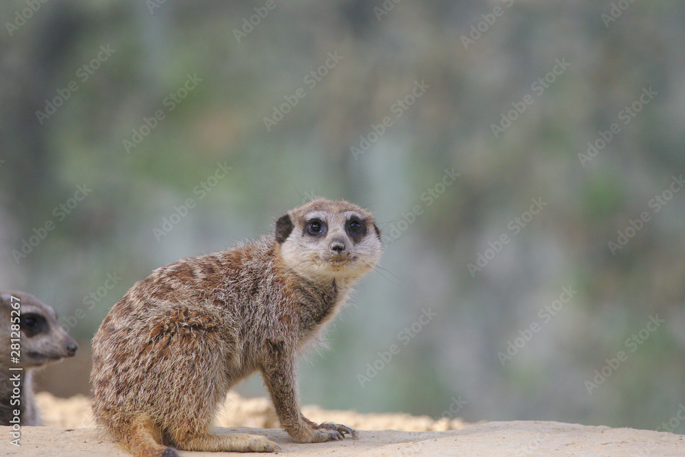 Fototapeta premium Meerkat or suricate sitting and looking to the camera