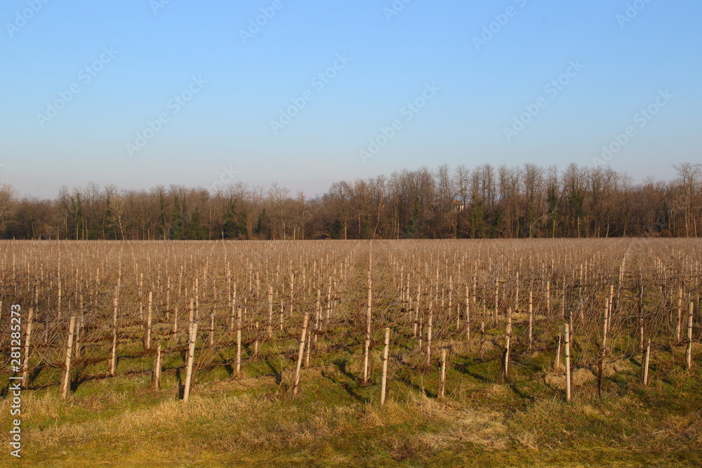 Vineyard expanse, vineyard cultivation in Italy