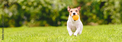 Fototapeta Naklejka Na Ścianę i Meble -  Small happy dog playing with pet toy ball at backyard lawn (panoramic crop with copy space)