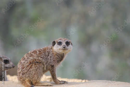 Meerkat or suricate sitting and looking to the camera © Marcel