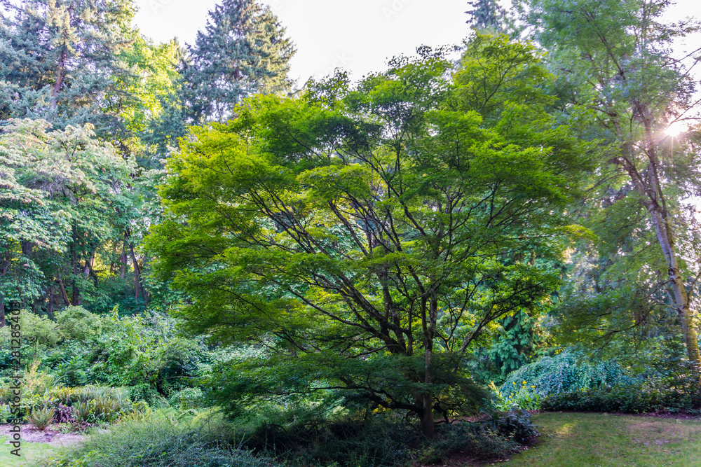 Obraz premium Klon japoński w Seattle Arboretum 3