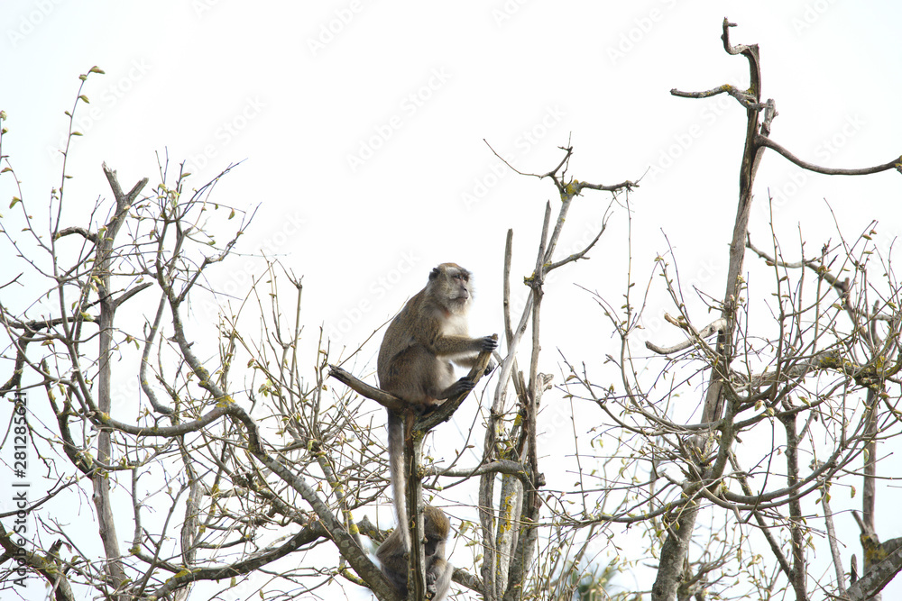 Old monkey sitting and watching on a lookout in a tree Old monkey sitting and watching on a lookout in a tree