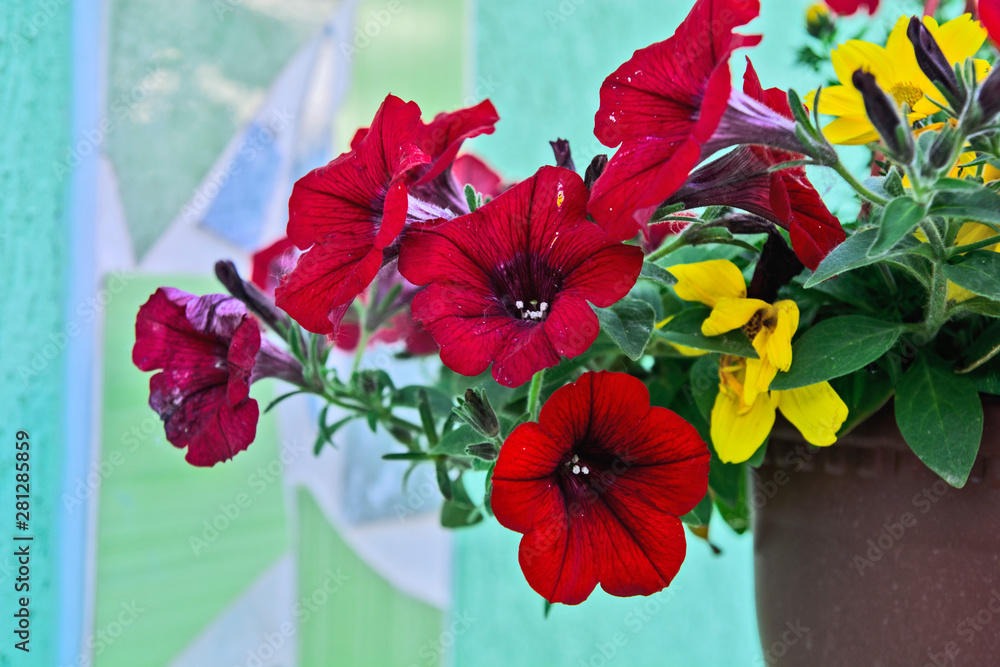 Hanging flower pot Hanging flower pot