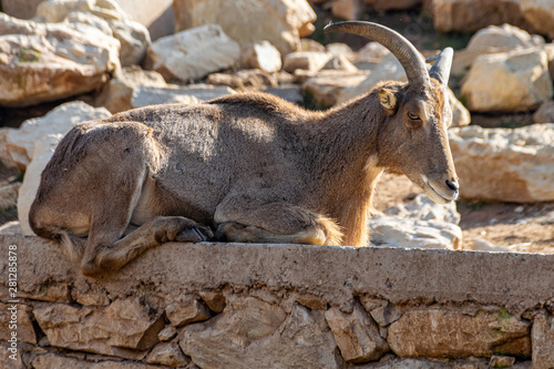 Male goat resting on stone ledge