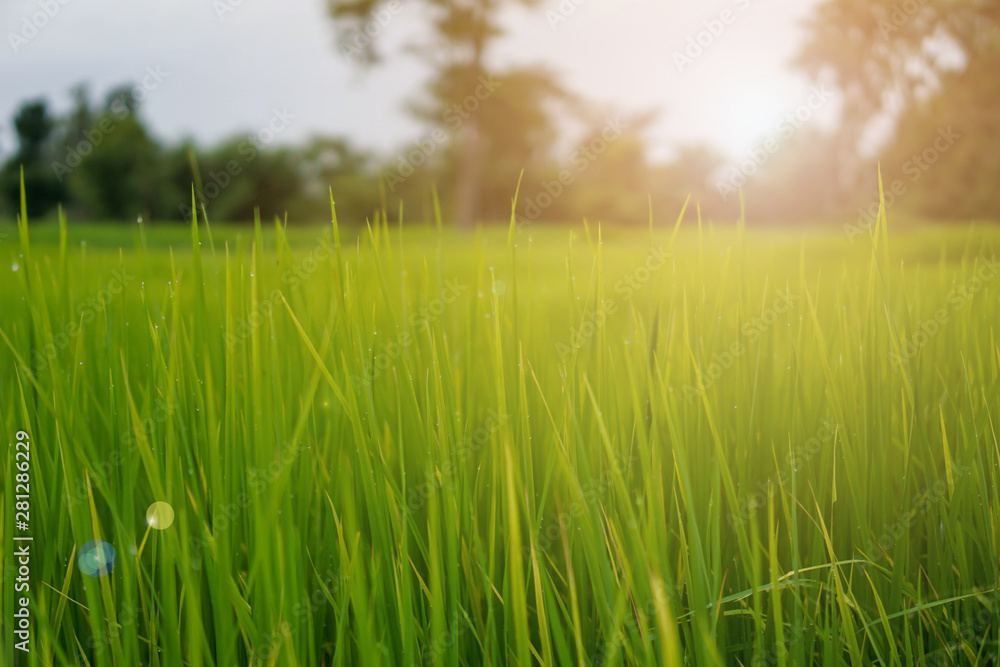 Obraz premium Green rice plant pattern background