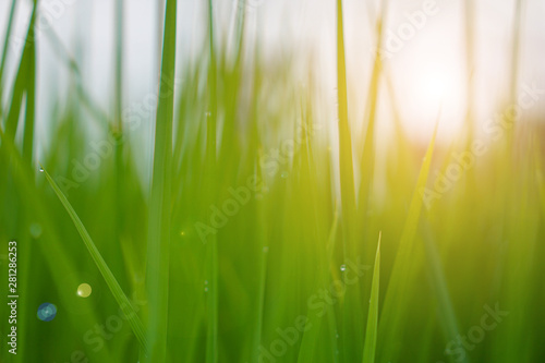 Green rice plant pattern background