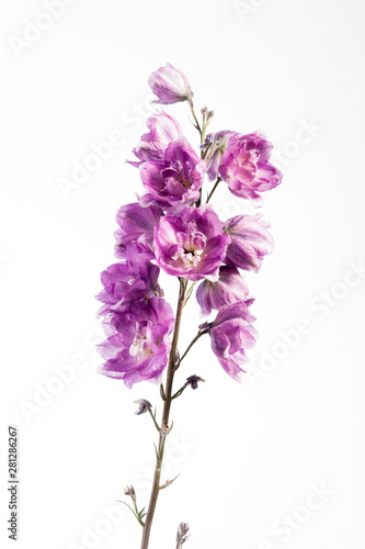 Blooming Lilac Larkspur
