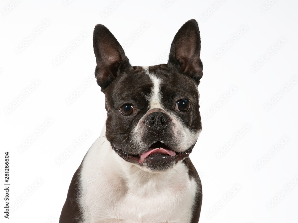 Boston terrier dog portrait. Image taken in a studio with white background. Isolated on white.