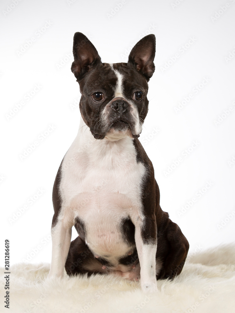 Boston terrier dog portrait. Image taken in a studio with white background. Isolated on white.