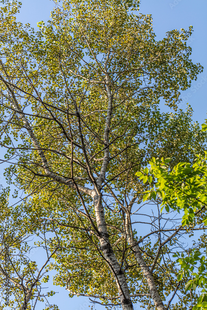 Obraz premium tree in autumn