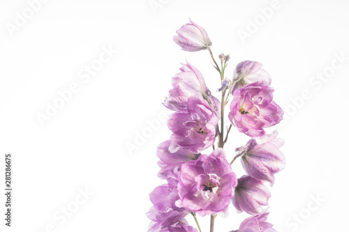 Lilac Larkspur Banner - Delphinium sp.