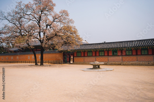 Sakura tree in the park of gyeongbokgung palace in seoul, south korea.